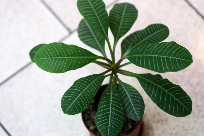 Молочай беложильчатый