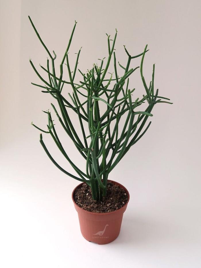 Молочай тирукалли euphorbia tirucalli