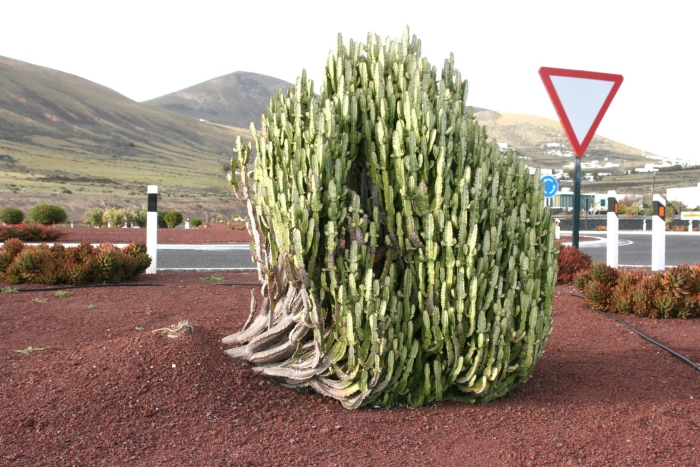 Cactus euphorbia ingens