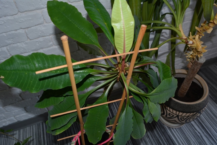 Синадениум пальма