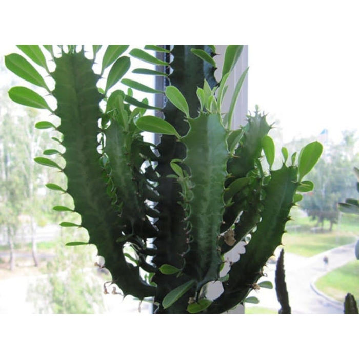 Кактус молочай трехгранный