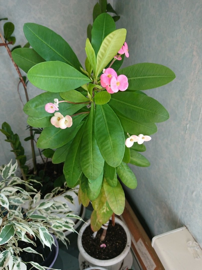 Молочай комнатный