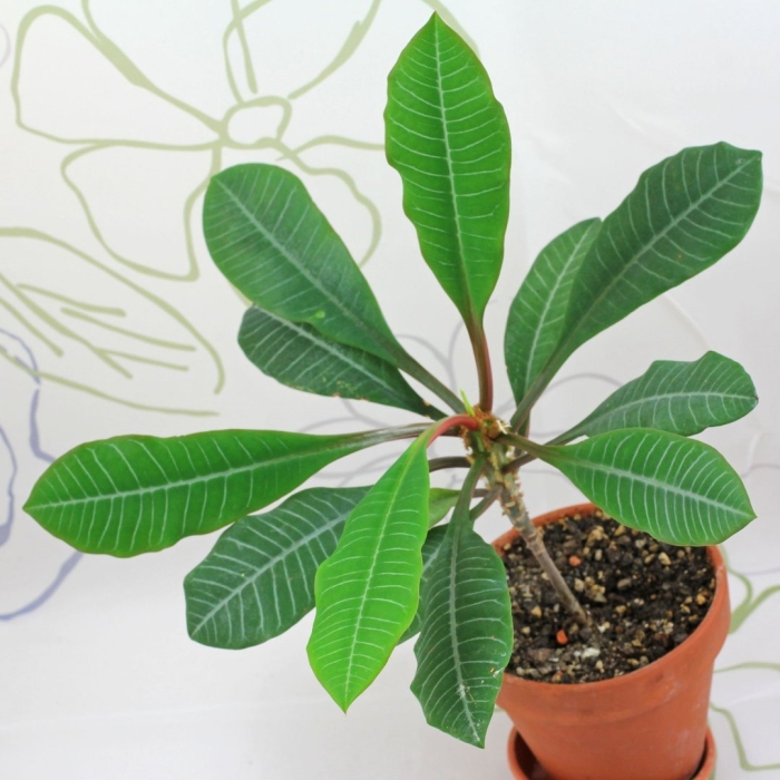 Молочай синадениум