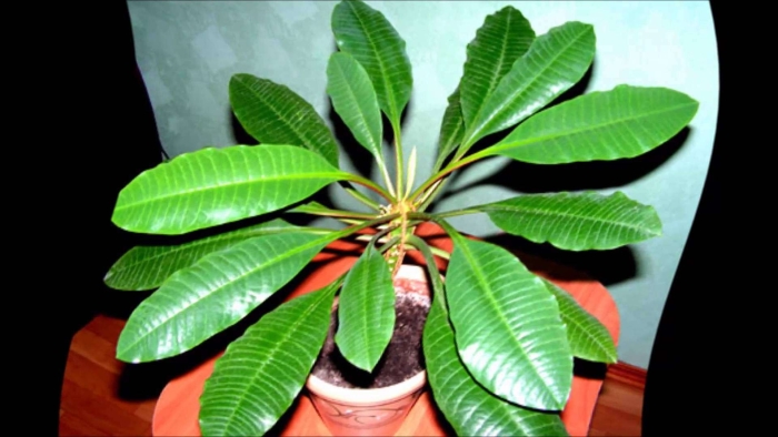 Молочай гребенчатый беложильчатый