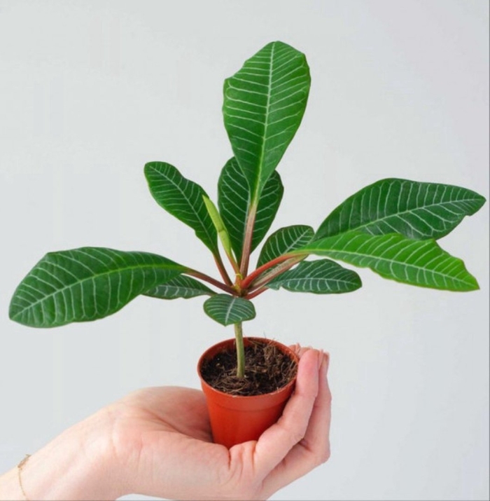 Домашний цветок молочай