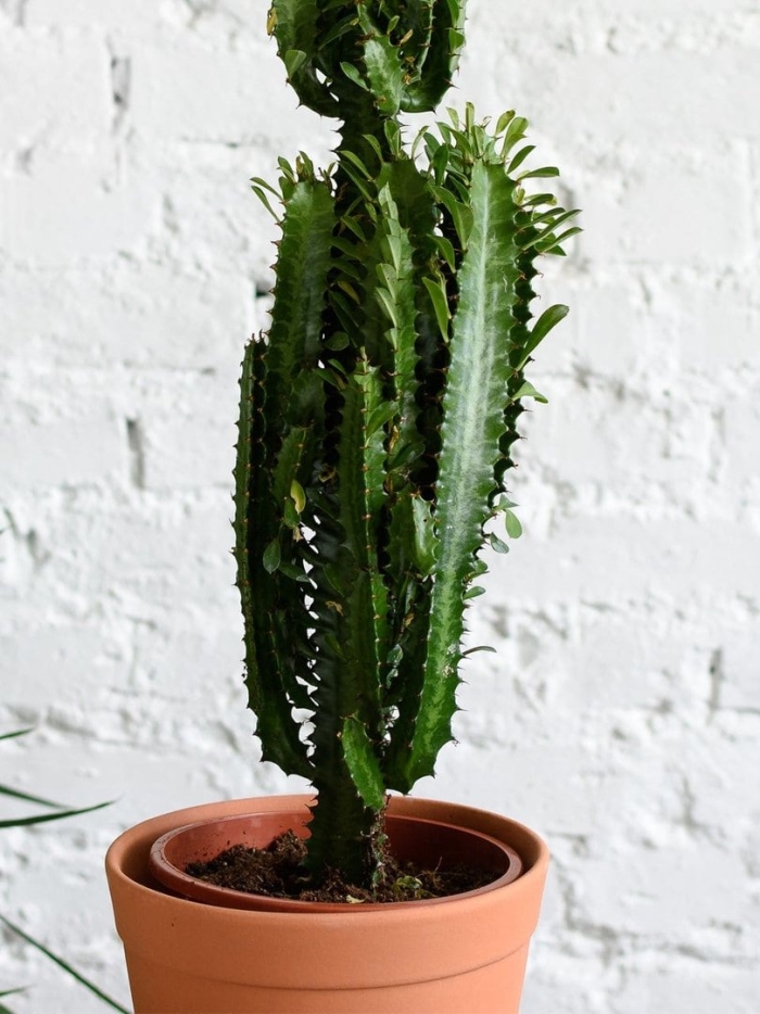 Эуфорбия молочай трёхгранный