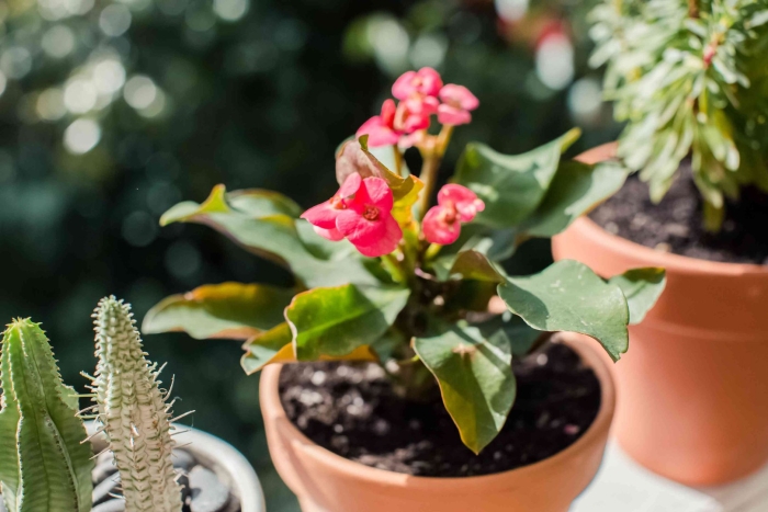 Молочай гребенчатый