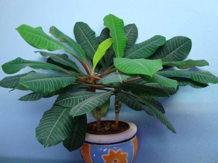 Молочай беложильчатый