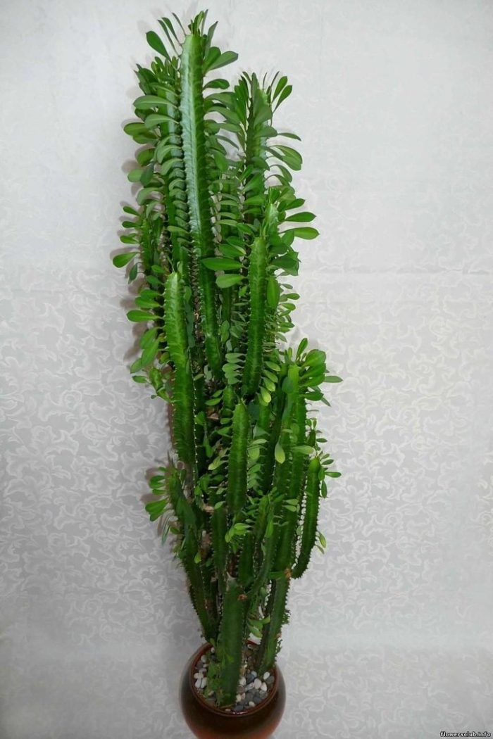 Euphorbia trigona