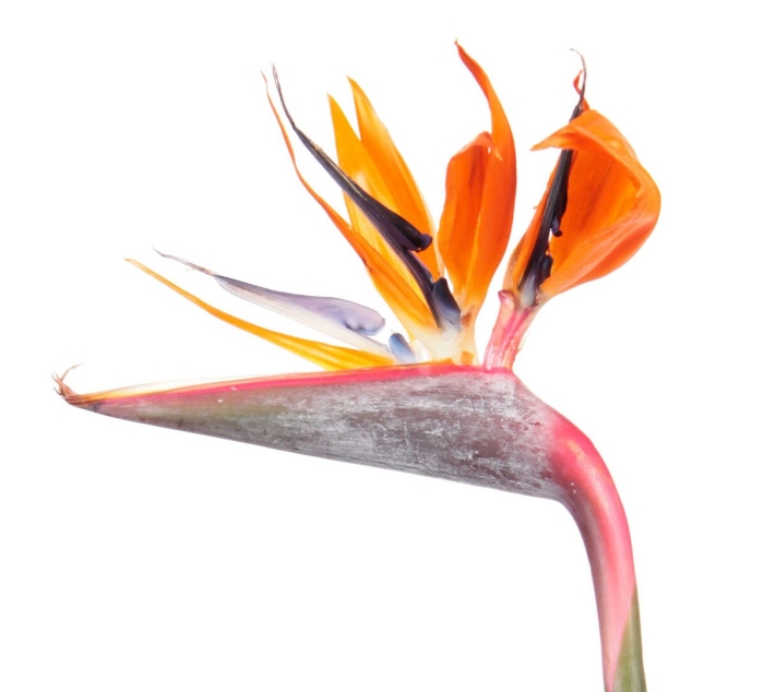 Цветок стрелиция королевская