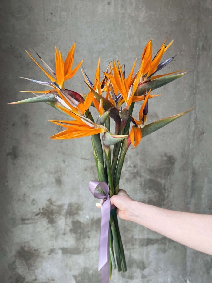 Стрелиция альба цветок