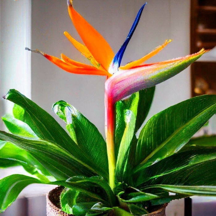 Стрелиция райская птица