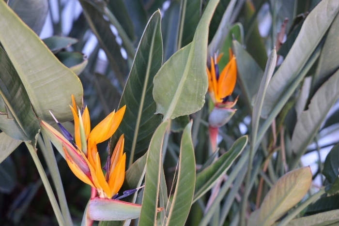 Стрелиция николая королевская