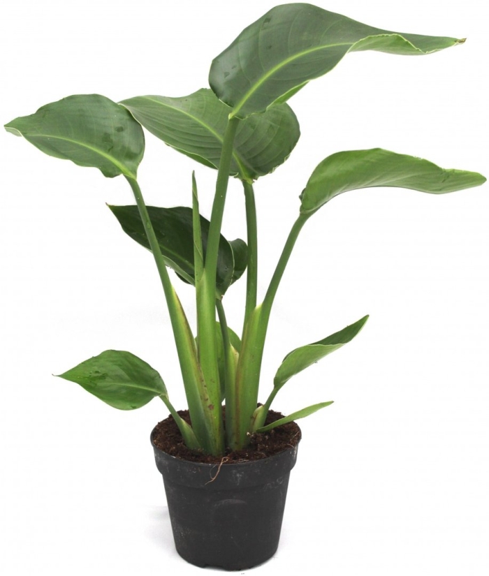 Стрелиция nicolai