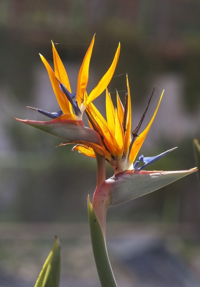 Strelitzia reginae
