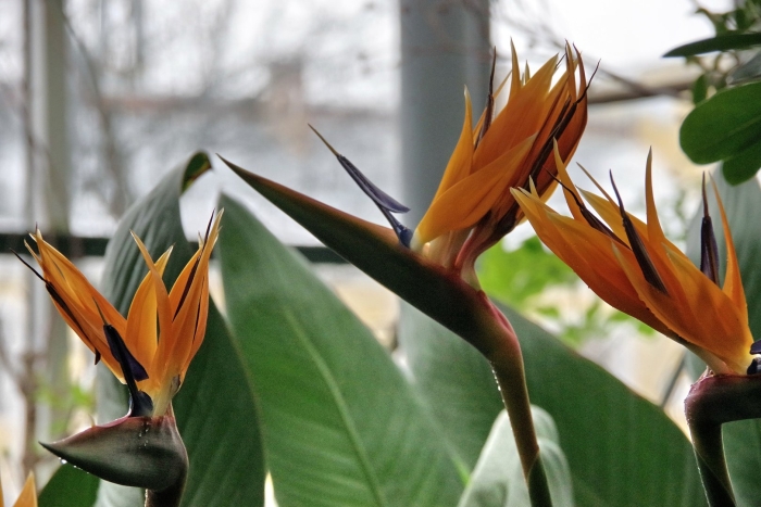 Стрелиция королевская райская птица