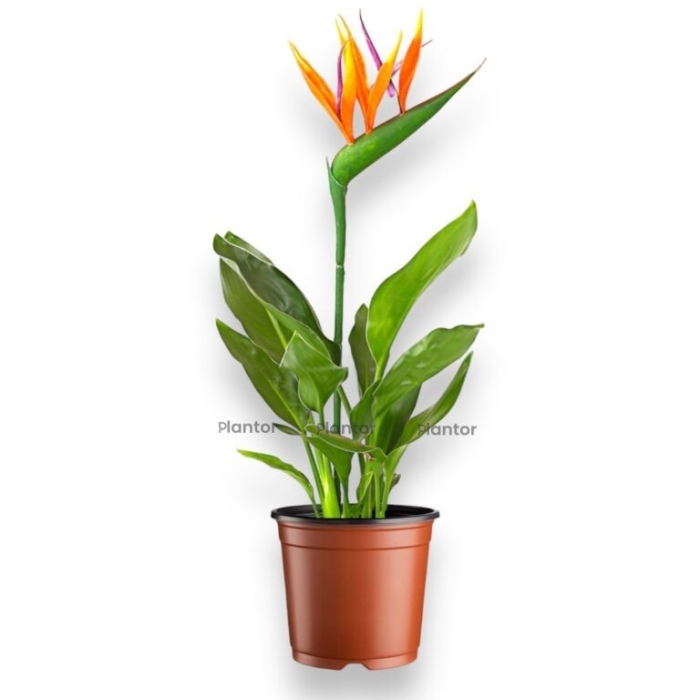 Стрелиция регина комнатное растение