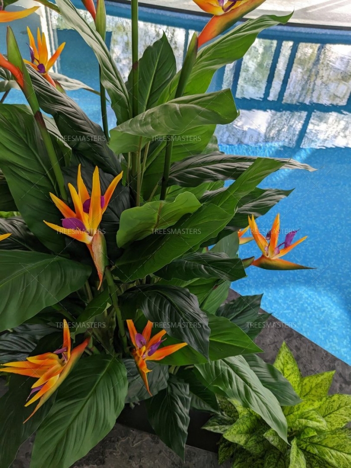 Стрелиция искусственная