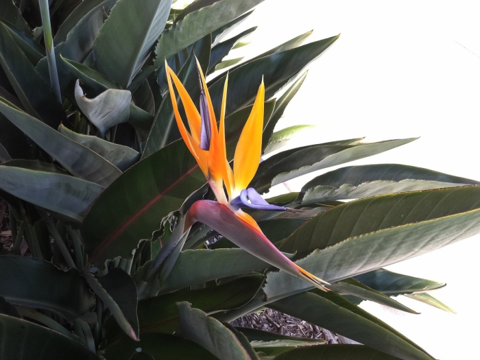 Bird of paradise strelitzia reginae