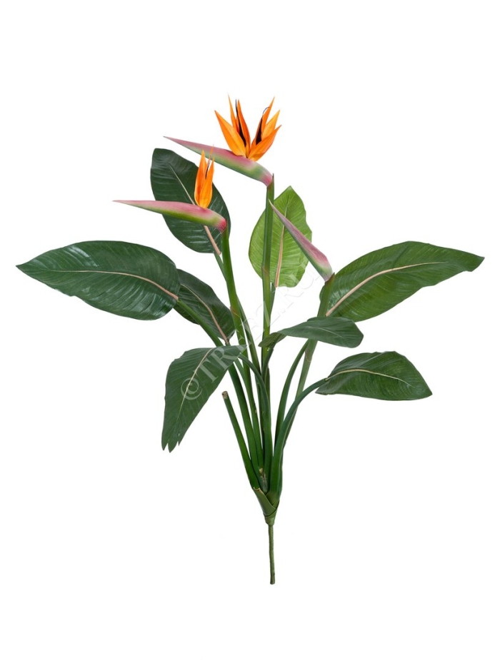 Стрелиция куст