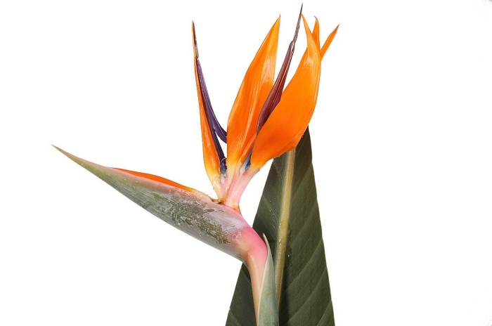 Цветок стрелиция королевская