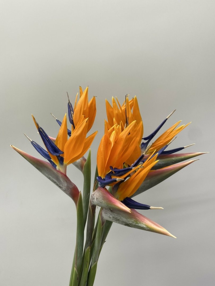 Стрелиция регина королевская