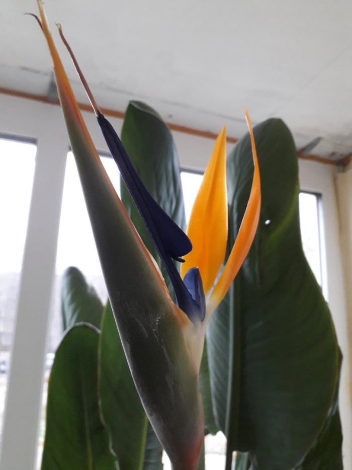 Стрелиция райская птица