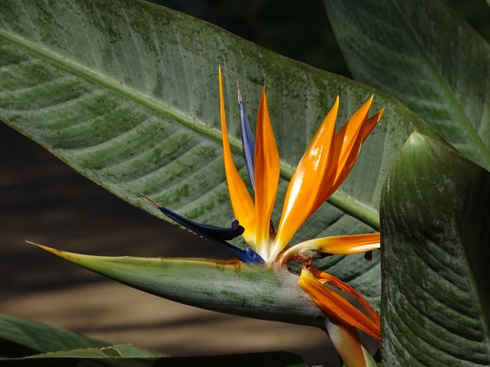 Strelitzia juncea