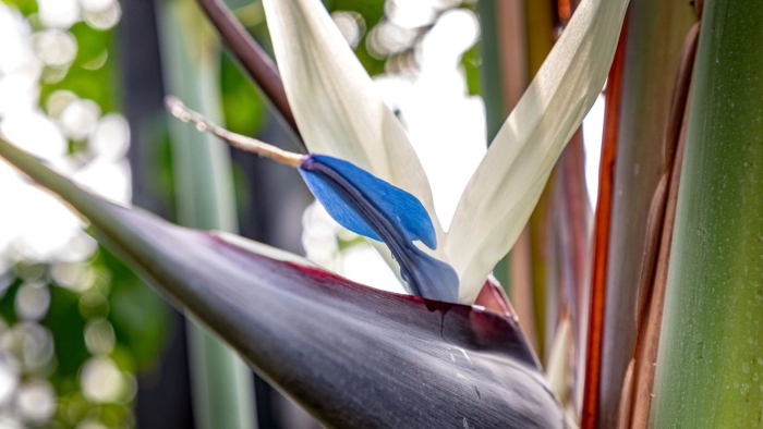 Стрелиция николая цветение