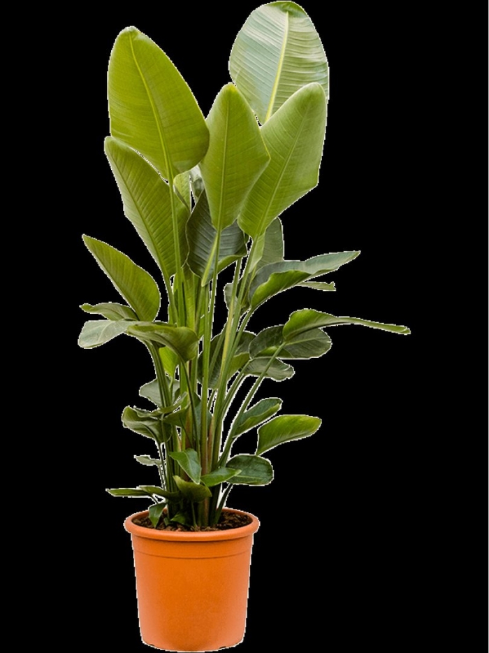 Стрелиция николая