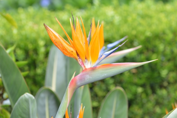 Стрелиция николая