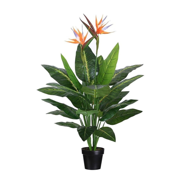 Стрелиция регина