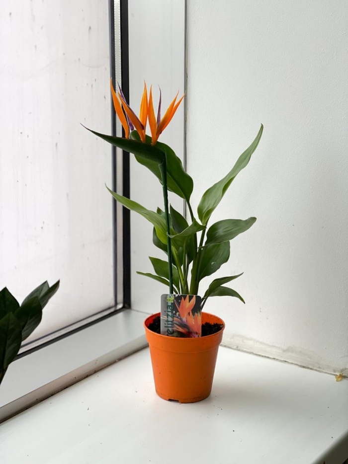 Стрелиция reginae