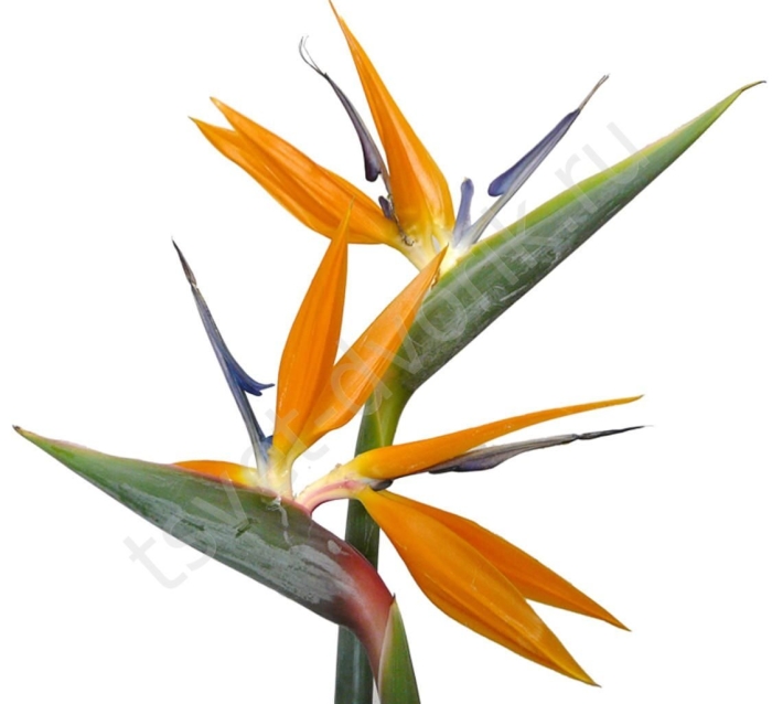 Стрелиция регина королевская