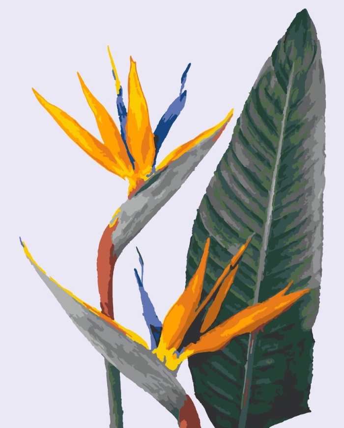 Стрелиция королевская