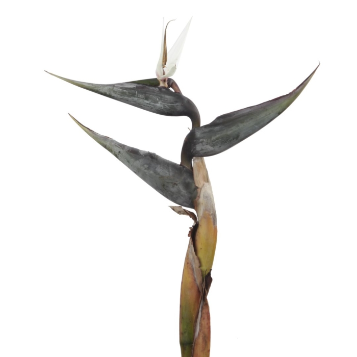 Стрелиция белая