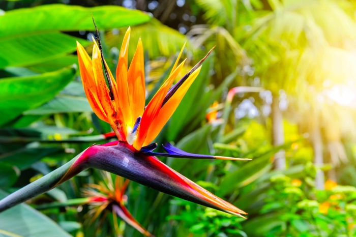 Цветок мадейры стрелиция