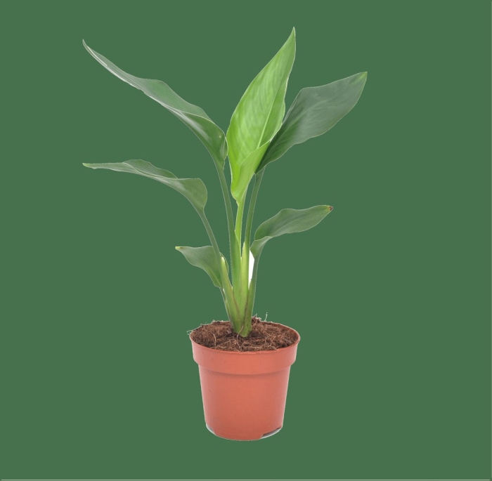 Аспидистра элатиор