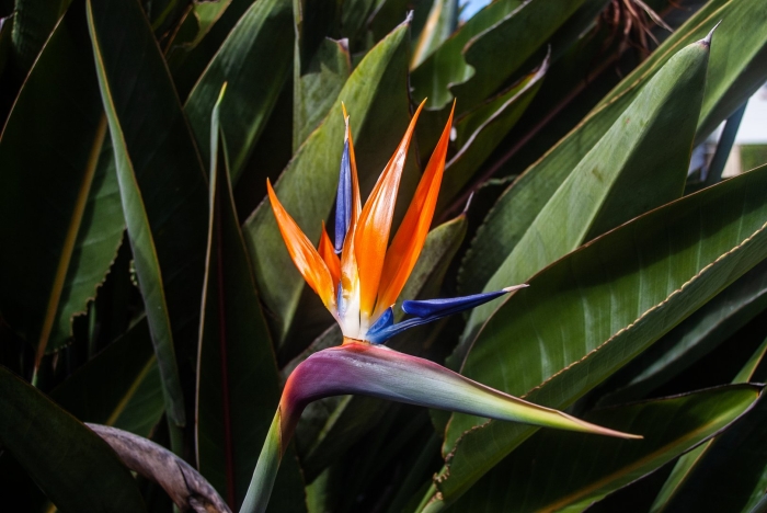 Стрелиция альба августа