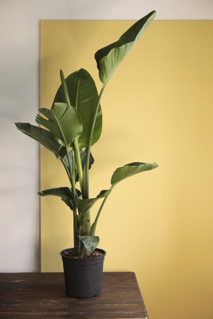 Стрелиция николая в интерьере