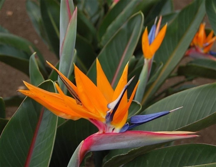 Стрелиция reginae