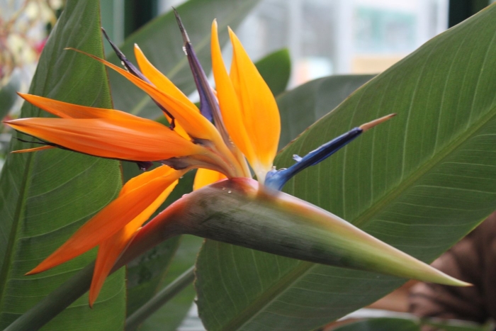 Цветок стрелиция королевская