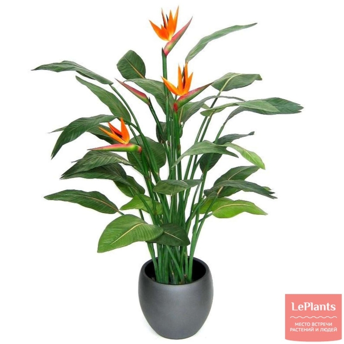 Стрелиция горшечная