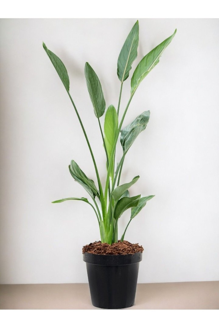 Стрелиция николая в горшке