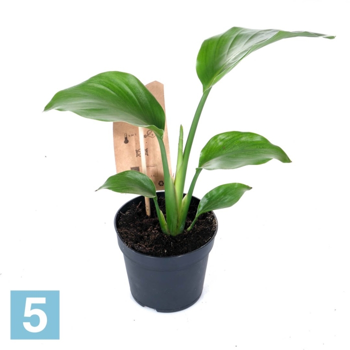 Стрелиция николаи