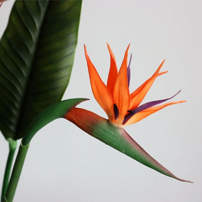 Стрелиция регина королевская