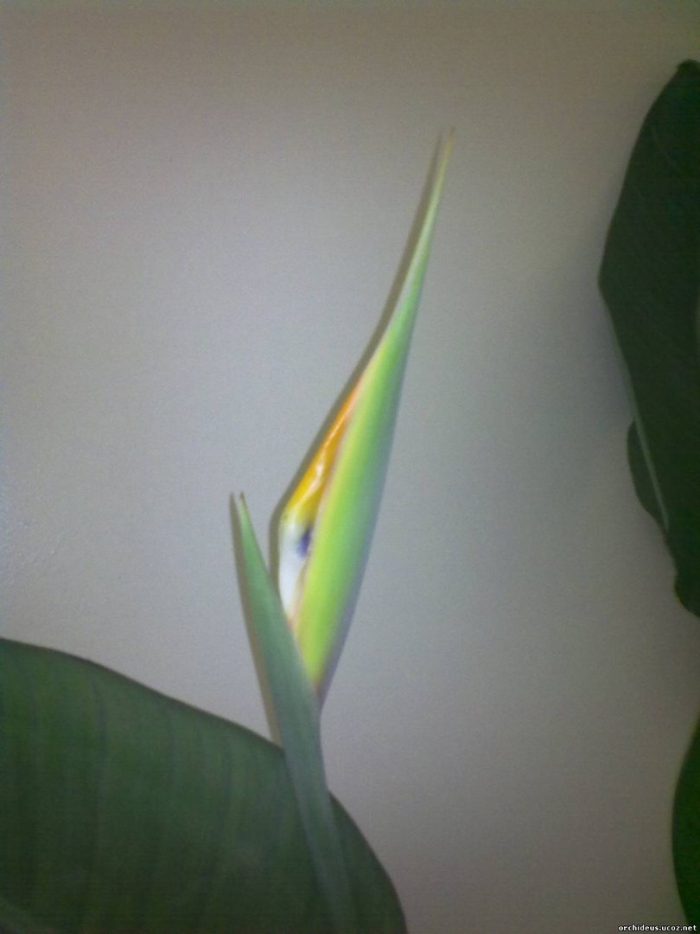 Стрелиция цветонос