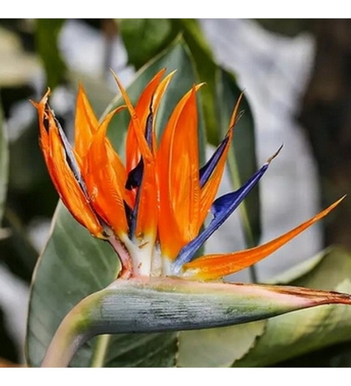 Strelitzia reginae