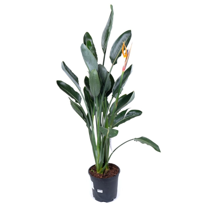 Стрелиция регина