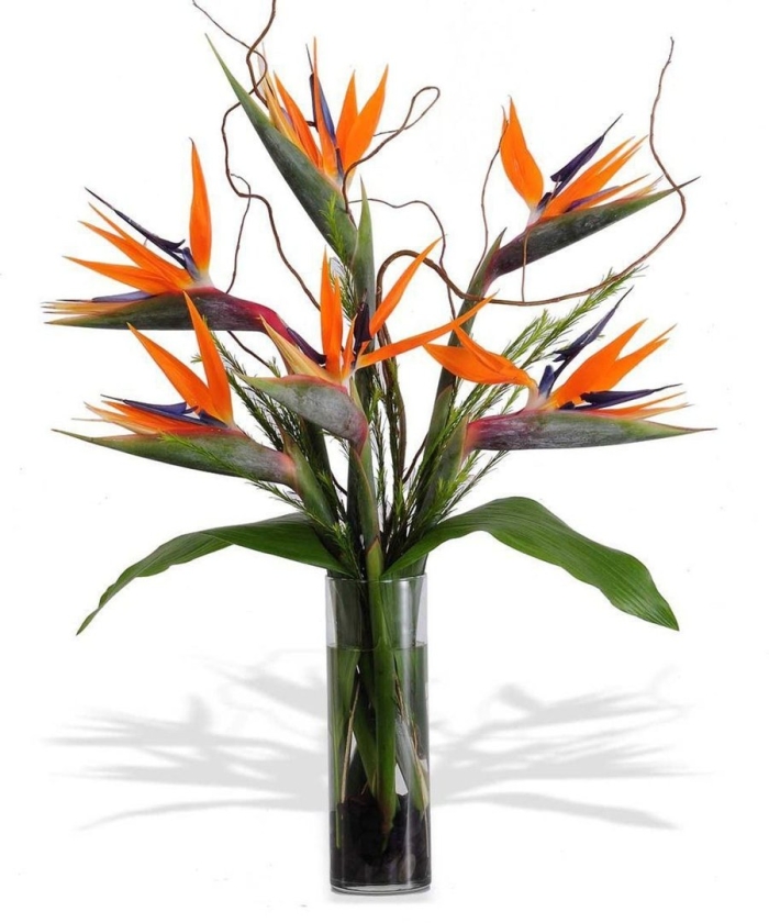 Bird of paradise flower